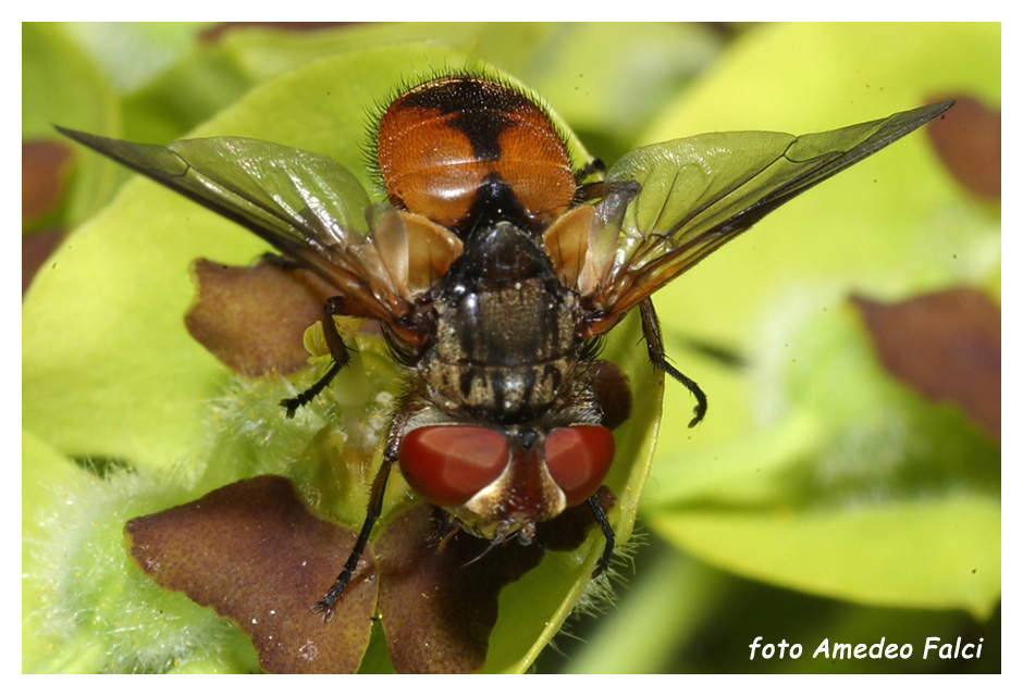 Tachinidae della Sicilia da determinare.